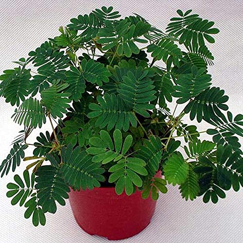 100Stück Mimosa Samen Empfindliche Erbstück Blätter Für Indoor Outdoor Topfpflanzung Leicht Zu Pflegen Garten Balkon Grüne Dekoration von BSptyy