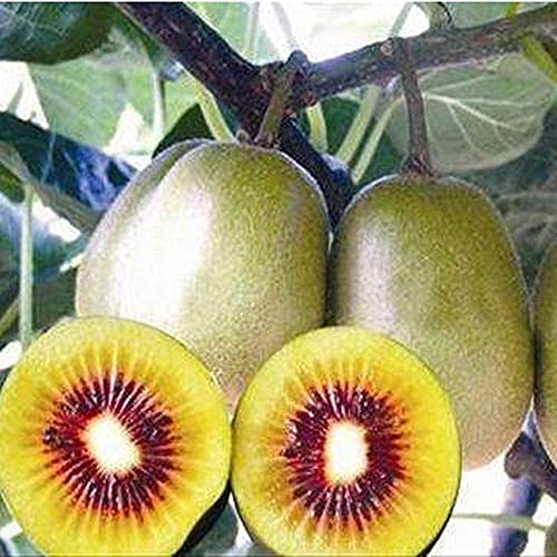 100pcs Kiwi Obst Samen Im Freien Garten Pflanzen Gelb Fleisch Obst Spezielle Aroma Heirloom Mehrjährige Einfach zu Pflege Vielzahl von BSptyy