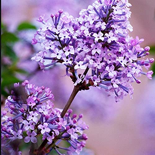 100pcs Lila Samen Seltene Sorten Angenehme Aroma Mehrjährige Heirloom Blumen Im Freien Hof Garten Natürliche Wachstum Zieht Schmetterlinge und Bienen garten Dekoration von BSptyy