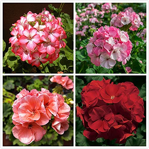 100pcs Mix Mehrjährige Geranium Samen Für Home Gartenarbeit Pflanzung Schöne Cut Blumen Garten Hof Dekoration Einfach Zu Pflege von BSptyy