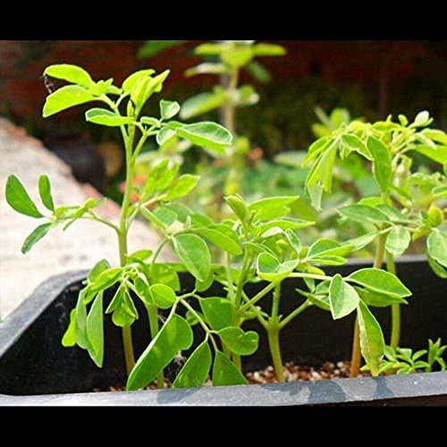 10pcs Moringa Samen für Pflanzen Mehrjährige Laub Bäume Heirloom Frische Samen Bringen EIN Gefühl der Erfüllung Geeignet für Anfänger von BSptyy