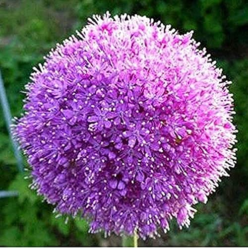 15 Stück Allium Zwiebeln Schöne angenehme Blumen Charmante Gartenlandschaft Staude Knolle Zwiebel Pflanzung Exotische Schnittblume von BSptyy