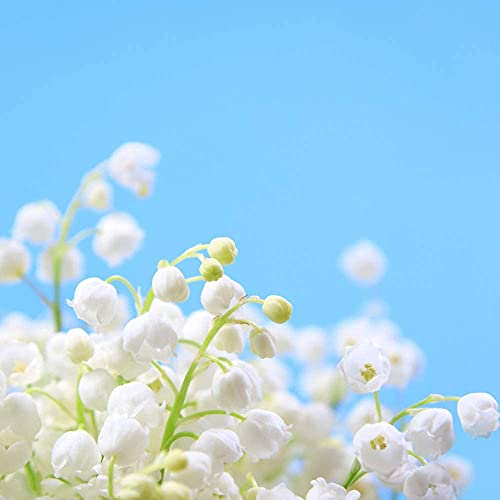 15 Stück Maiglöckchen Zwiebeln Diese Art von magischen glockenförmigen Blumen Pure White Amazing Cut Flowers Frühling und Sommer blühende Garten Terrasse Terrasse Pflanzen von BSptyy