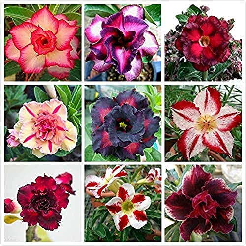 15 Stück Mix Desert Rose Seeds Regenbogen Adenium Obesum Exotische mehrjährige Outdoor DIY dekorative duftende Blumen für die Gartenpflanzung von BSptyy