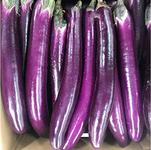 150Pcs Aubergine Samen Lange Dünne Streifen Jährliche Kräuter Heirloom Gemüse Einfach Zu Kultivieren Erstellen Sie Ihre Eigenen Pastoralen Hause Garten Einfache Pflanzung von BSptyy