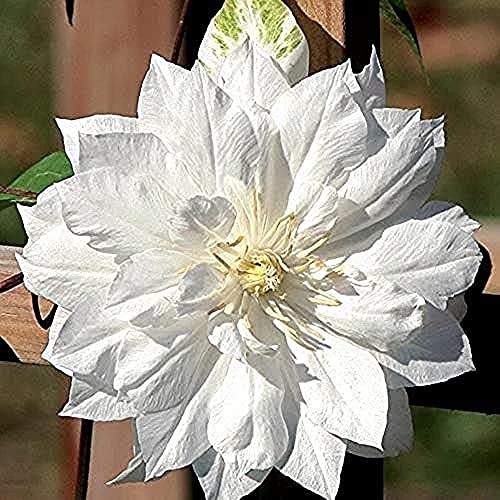 2 Stück Clematis Zwiebeln zum Pflanzen Garten Garten Aromatische Blumen Selten Elegant Frische Ausgezeichnete Farben Ergänzung Erbstücke Leicht zu überleben von BSptyy