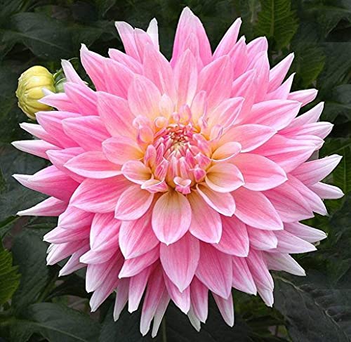 2 Stücke Dahlienzwiebeln auf Teller Knollen Blütenbüschel und das ganze Jahr über zu den großen Blumensträußen im Innenbereich hinzugefügt von BSptyy