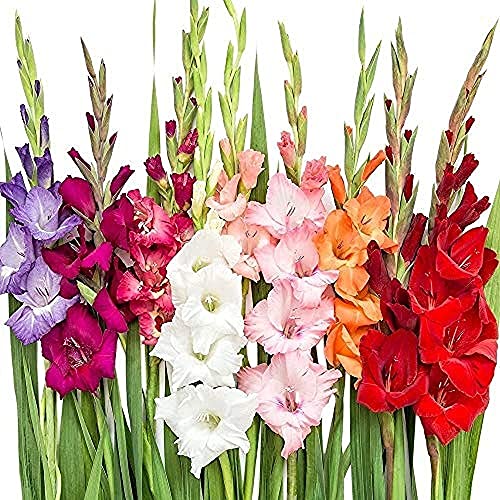 20 Stück Mix Gladiolus Zwiebeln Knollen zum Pflanzen von frischem Aroma Dekorativer Hausgarten Balkon Innenhof kann das ganze Jahr über geerntet werden von BSptyy