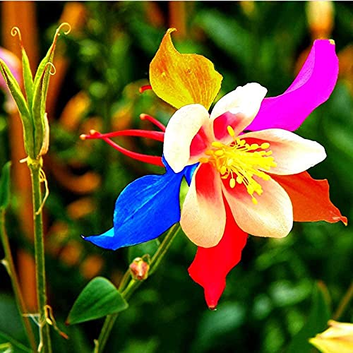 200 Stück Aquilegia Seeds Einzigartige Form Blütenblätter Mehrfarbige Mischung Seltene Erbstücke Columbine Blumen Für Gärtner Favorit Pflegeleicht Bringen Sie Ein Gefühl Der Leistung von BSptyy