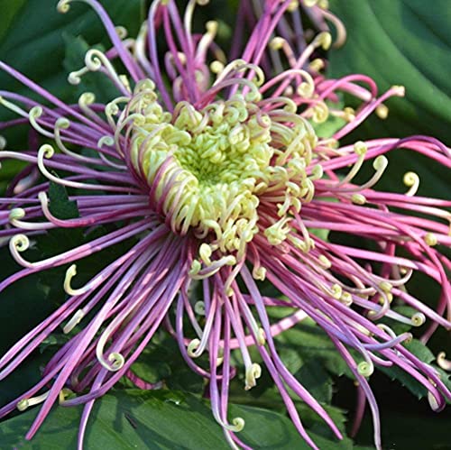 200 Stück Chrysantheme Samen Farbe Einzigartige Blumensorten Dekorativer Garten Pflegeleichte Gartenpatio-Terrassenpflanzung von BSptyy