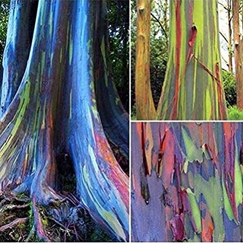 200 Stück Eukalyptussamen Starke Anpassungsfähigkeit an das Pflanzen Pflegeleicht Geeignet für Anfänger Regenbogen-Eukalyptus Seltene Arten Indoor-Pflanzung das ganze Jahr über von BSptyy