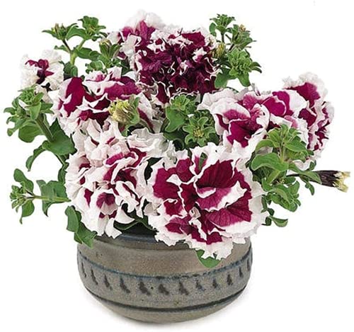 200 Stück Petunia Seeds Exquisite mehrjährige Erbstück Blumen Double Color Mixing Garden Seltene Sorten Einfach im Freien zu pflanzen Gartendekoration von BSptyy