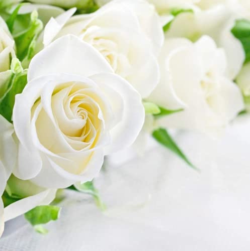 200 Stück Reine Weiße Rosen samen Zum Pflanzen Sommerblühender Blumen Starkes Aroma Werden Sie Zu Ihrem Hausgarten Große Dekoration Einstiegssorte von BSptyy