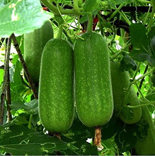 200 Stück Wintermelonensamen Einfach zu pflanzendes, nährstoffreiches Gemüse Frisches Saatgut Frische Samen für das Pflanzen im Gartenhof Geeignet für Anfänger von BSptyy