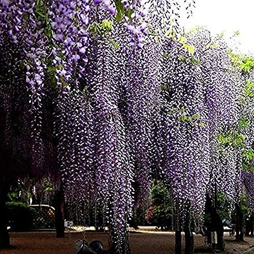 20Pcs Glyzinien Samen Heirloom Non-GVO Baum Samen Im Freien Pflanzen Betrachtung Amethyst Wasserfall Glyzinien Vielzahl Hof Dekoration von BSptyy