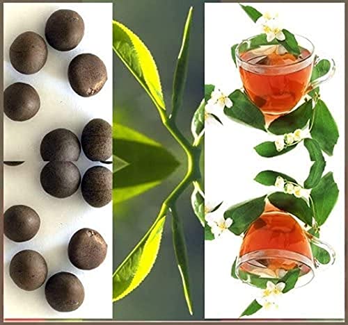 20Pcs Schwarz Tee Samen Geschmack Frische, Dichten Tee Anlage Strauch Samen Duftenden Blumen Camellia Sinensis von BSptyy