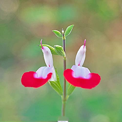 250 Stück Salbei Samen gemischt rot weiß aromatisch schöne Blumen Innenhof Dekoration Terrasse natürliches Wachstum effizientes Pflanzen von BSptyy