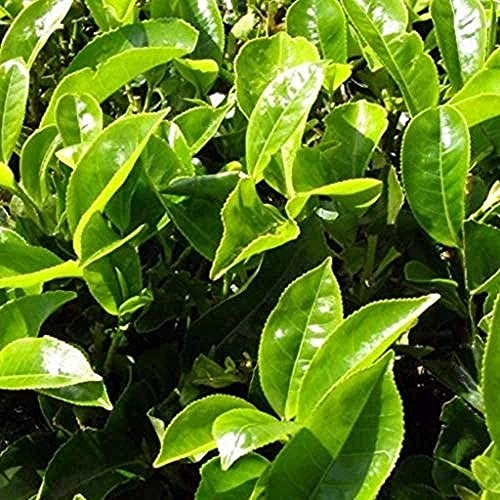 25Stücke Tee Samen (Camellia Sinensis) Frischer Grüner Tee Samen Mehrjähriges Immergrünes Holz Leicht Zu Kultivieren Und Mit Hohem Ertrag Erstellen Sie Einen Garten Im Freien von BSptyy