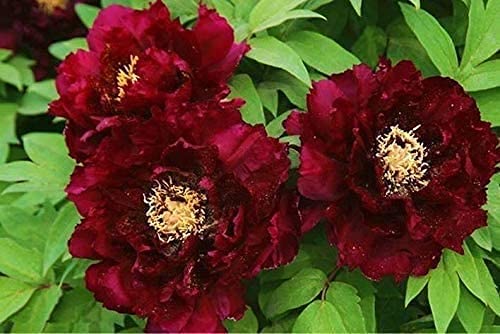 2Stück Pfingstrose Zwiebeln - Blaue Pfingstrose Rhizom Wurzel Blumenbaum Pfingstrose Paeonia Suffruticosa Strauchsamen Für Gartenhaus Balkon Zäune Hof Dekoration Blumen (Rot) von BSptyy