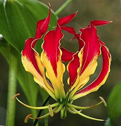 2Stücke Lily Bulbs- Flame Lilies Rote Flame Lily Bulbs Blumen Nicht Lily Seed Gloriosa Lily Gloriosa Flowers von BSptyy
