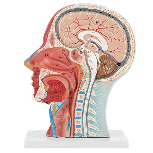 Anatomisches Modell des menschlichen erwachsenen Schädels, anatomisches medizinisches lebensgroßes Kopf-Gehirn-Hals-Mittelabschnitt-Studienmodell von BTIHCEUOT