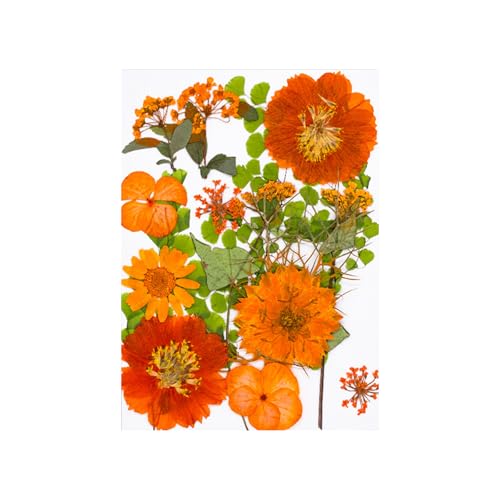 15pcs Natürliche Getrocknete Für Epoxidharz Basteln Trockene Blüten Und Blätter Für Seifen Kerzenschmuck Die Scrapbooking Dekorative Getrocknete Home Dekoration Machen 15pcs Natürliche Getrocknete Für Epoxidharz Basteln Trockene Blüten Und Blätter Für Seifen Kerzenschmuck Die Scrapbooking Dekorative Getrocknete Home Dekoration Machen von BUBEFSKD