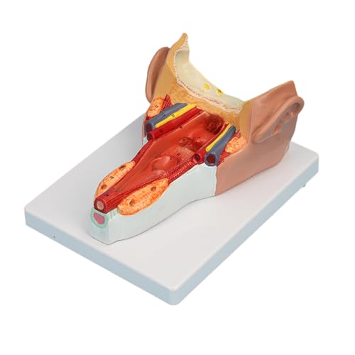 Anatomischer Pharynx Wandmuskelmodell Für Krankheitsstudie Pharyngealwand Muskel Anatomie Menschliches Organmodelle PVC Materialunterricht Anatomischer Pharynx Wandmuskelmodell Für Krankheitsstudie Pharyngealwand Muskel Anatomie Menschliches Organmodelle PVC Materialunterricht von BUBEFSKD