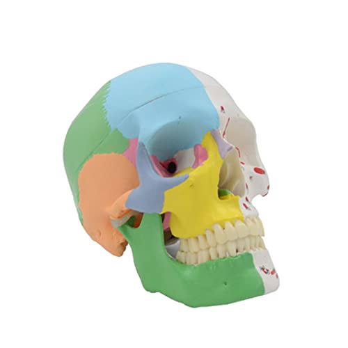 Human Anatomical Model Skull Medical Lehre Wechselkappe Für Anatomieklassenunterricht Zum Studium Des Menschen Für Anatomie Human Anatomical Model Skull Medical Lehre Wechselkappe Für Anatomieklassenunterricht Zum Studium Des Menschen Für Anatomie von BUBEFSKD