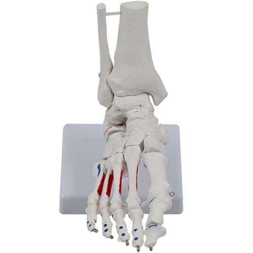 Humanes Fuß Und Knöchelmodell PVC Joint Skelett Für Medizinstudien Und Wissenschaftsklassenzimmer Joint Skeleton Medicals PVC Gelenke Anatomie Anatomie Humanes Fuß Und Knöchelmodell PVC Joint Skelett Für Medizinstudien Und Wissenschaftsklassenzimmer Joint Skeleton Medicals PVC Gelenke Anatomie Anatomie von BUBEFSKD