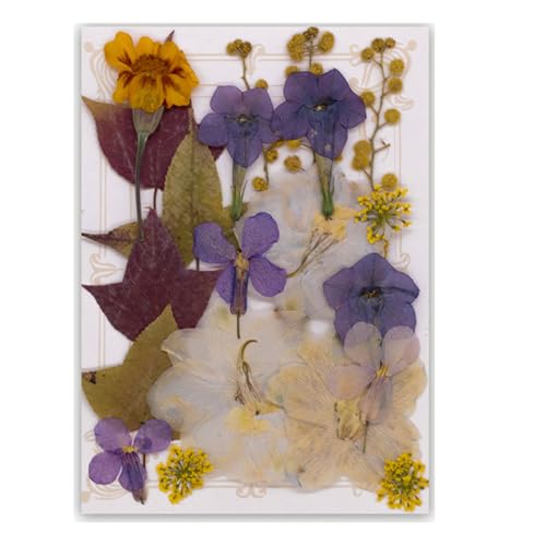 Natürliche Gepresste Getrocknete Für Epoxidharz Trockener Blüten Und Blätter Für Seifen Kerzenschmuck Die Scrapbooking Pressed Blumenkunst Machen von BUBEFSKD