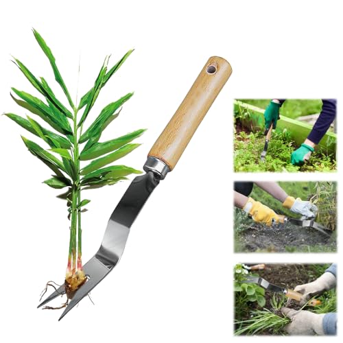 BUENTYA Unkrautstecher mit stiel Löwenzahnstecher Edelstahl Unkrautjäter mit Holzgriff Gartenkralle Hand Unkrautkralle Unkrautzieher Distelstecher Garten Manueller Weeder Wurzelentferner für Garten von BUENTYA