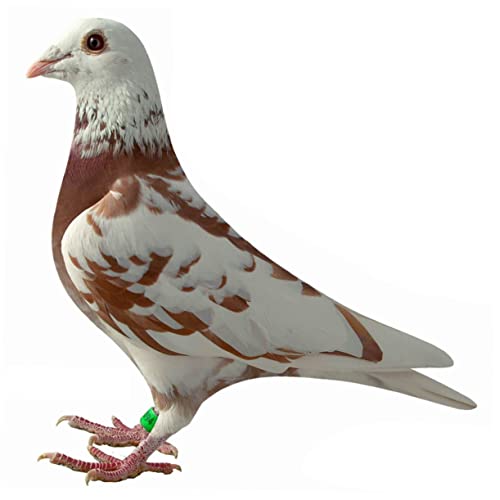 BUGUUYO 100 Stück Vogel Fußringe Öffnungsfähige Tauben Identifikationsringe Bunte Nummerierte Vogelringe Sicher für Tauben Papageien Wellensittiche Vogelkäfig Zubehör BUGUUYO 100 Stück Vogel Fußringe Öffnungsfähige Tauben Identifikationsringe Bunte Nummerierte Vogelringe Sicher für Tauben Papageien Wellensittiche Vogelkäfig Zubehör von BUGUUYO