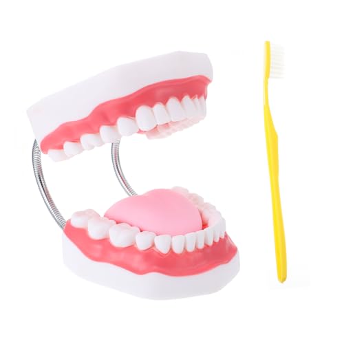 BUGUUYO Zahnmodell Kinder Mundhöhlenmodell Mit Zahnbürste Pädagogisches Spielzeug Für Zahnhygiene Und Zahnreinigung BUGUUYO Zahnmodell Kinder Mundhöhlenmodell Mit Zahnbürste Pädagogisches Spielzeug Für Zahnhygiene Und Zahnreinigung von BUGUUYO