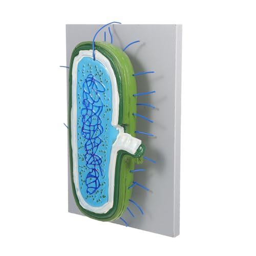 BUGUUYO Enlarged Animal Cell Model mit Präziser Darstellung der Zellorganellen DIY Bausatz für Interaktiven Biologieunterricht Lehrmittel für Schüler und Klassenzimmer BUGUUYO Enlarged Animal Cell Model mit Präziser Darstellung der Zellorganellen DIY Bausatz für Interaktiven Biologieunterricht Lehrmittel für Schüler und Klassenzimmer von BUGUUYO