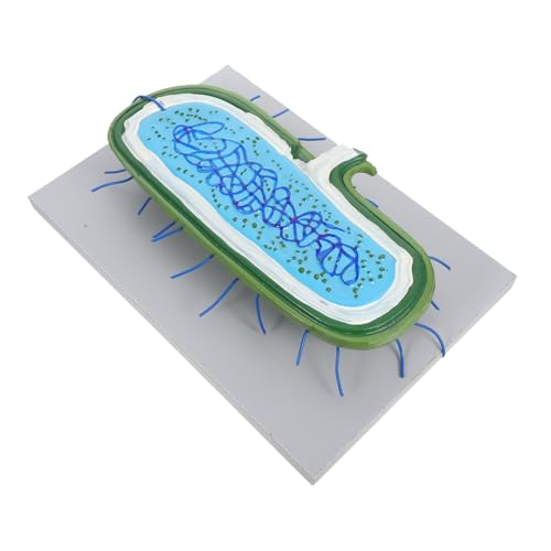 BUGUUYO Interaktives Zellkern Modell DIY Bausatz mit Detaillierten Zellorganellen für Biologie Unterricht Schüler Wissenschaftliche Zellstruktur Demonstration BUGUUYO Interaktives Zellkern Modell DIY Bausatz mit Detaillierten Zellorganellen für Biologie Unterricht Schüler Wissenschaftliche Zellstruktur Demonstration von BUGUUYO