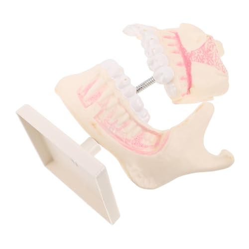 BUGUUYO Realistisches Zahnpflege Modell Präzises Typodont Kunststoff Zahnmodell für Schüler Naturgetreues Mundmodell Detaillierte Zahnstruktur für Ausbildung und Übung von BUGUUYO