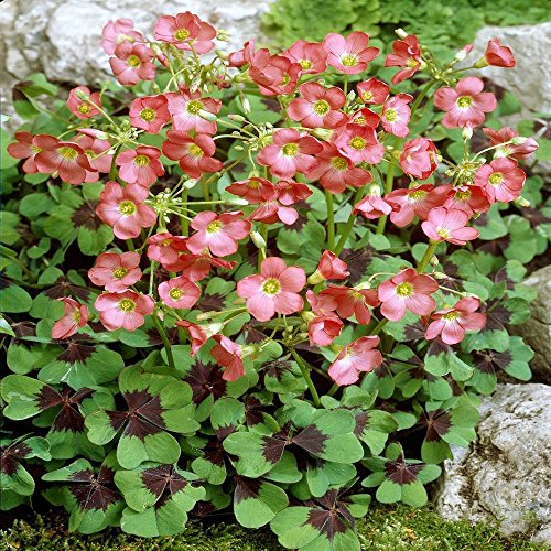 Glücksklee Iron Cross - 60 blumenzwiebeln von BULBPLANT