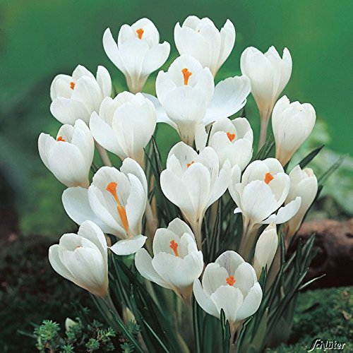 Krokus Zwiebeln Jeanne d'Arc - 15 Blumenzwiebeln (Crocus) - Krokusse zum Pflanzen, mehrjährig, winterhart mit Blumen-Blüten in strahlendem weiß mit orangen Staubgefäßen von Garten Schlüter von BULBPLANT