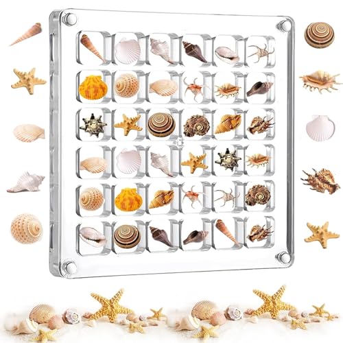 Muschel Sammelbox,12 x 12 cm 36 Fächer Acrylic Magnetic Seashell Display Box,Tragbar klare muschel-aufbewahrungsbox,Edelsteine Muschel Aufbewahrung Acryl-Display-Box für Muscheln, Diamanten, Edelstein von BUOSHUO