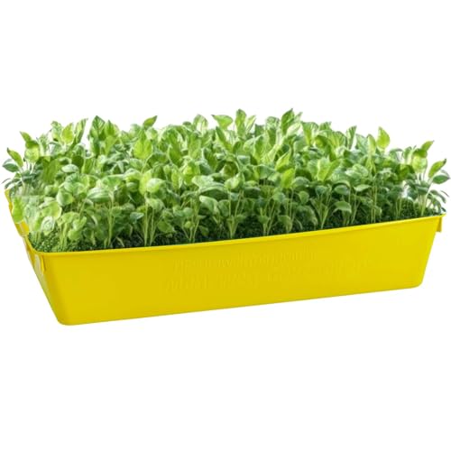 BURI 1x Profi Gärtnerbox Pflanzschale Pikierschale Gelb 58x32x11cm Pflanzwanne Blumenkasten Anzuchtwanne eckig Saatschale - robust, wetterfest, frostfest BURI 1x Profi Gärtnerbox Pflanzschale Pikierschale Gelb 58x32x11cm Pflanzwanne Blumenkasten Anzuchtwanne eckig Saatschale - robust, wetterfest, frostfest von BURI