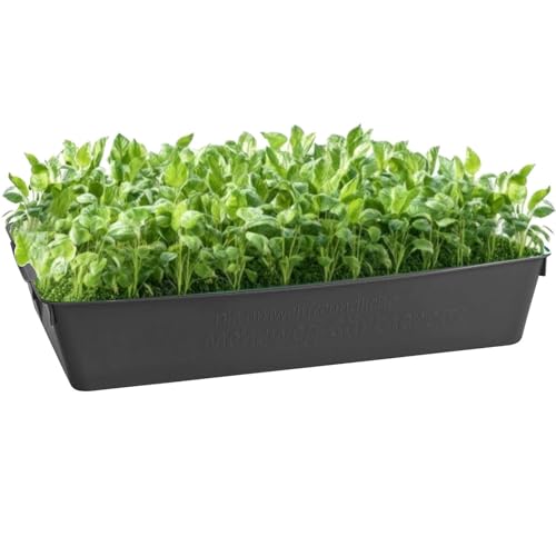 BURI 1x Profi Gärtnerbox Pflanzschale Pikierschale Grau 58x32x11cm Pflanzwanne Blumenkasten Anzuchtwanne eckig Saatschale - robust, wetterfest, frostfest von BURI