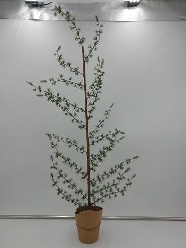 BURI Zeder im Topf 80cm künstliche Pflanze Weihnachtsdeko Kunstpflanze von BURI