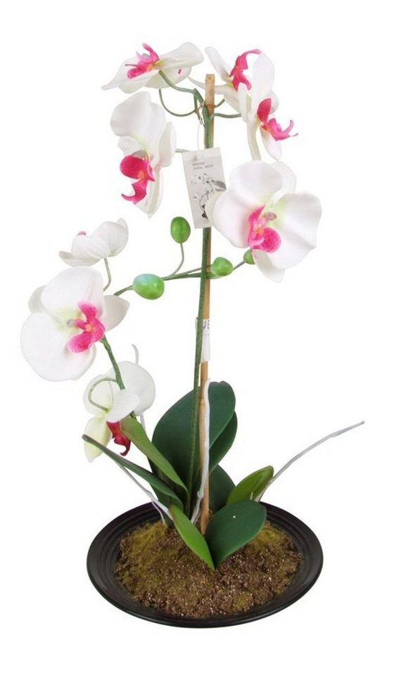 Kunstpflanze Künstliche Orchidee 2 Rispen Weiß/Pink 50cm Kunstblume Phalaenopsis, BURI von BURI