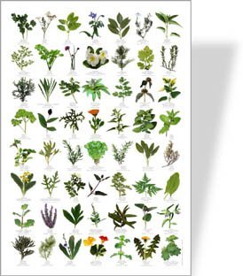 BUZZ Garden Herbs Poster - 56 Kräuterbilder von BUZZ