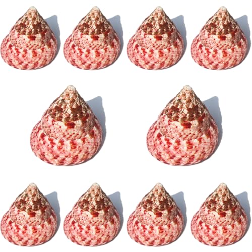 BYALORTEX Meer Strand Muscheln, 10 Stück Conch Tower Schnecke Pagode Muscheln rot 3–5 cm BYALORTEX Meer Strand Muscheln, 10 Stück Conch Tower Schnecke Pagode Muscheln rot 3–5 cm von BYALORTEX