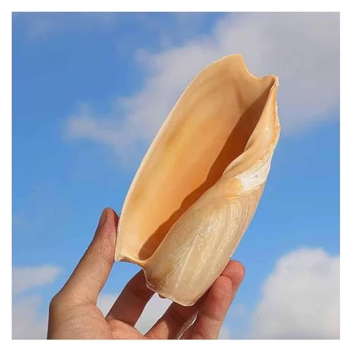 BYALORTEX Meer Strand Muscheln, Muschelschalen 10–15 cm for die Landschaftsgestaltung von Aquarien und als Heimdekoration(10~11cm) von BYALORTEX