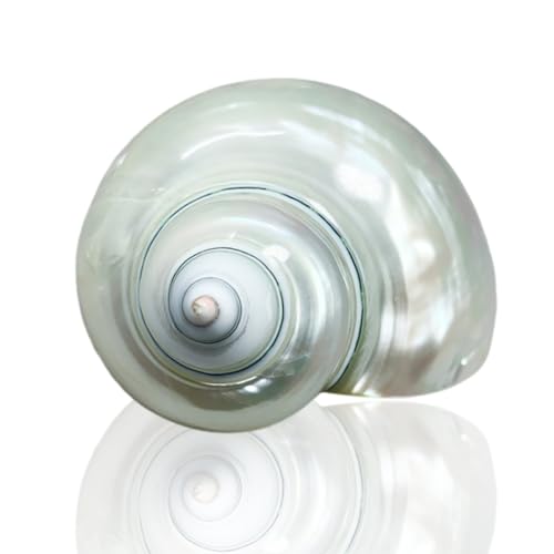 BYALORTEX Meer Strand Muscheln, Natürliche Conch-Muscheln 7-9cm(7 to 8cm) von BYALORTEX