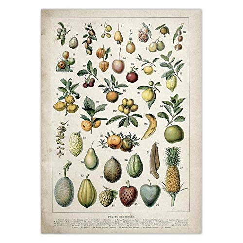 BYFRI Botanischer Educational Poster Obst Identification Referenz-nomogramm Illustration Wand-Kunst-leinwand-malerei von BYFRI
