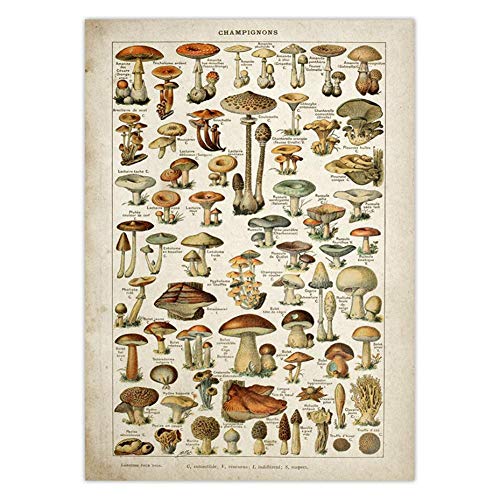 BYFRI Vintage Poster Antike Blumendruck Kunst Botanical Educational Poster Pilz Wandkunst Home Decor von BYFRI