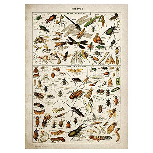 Buttferflies Vintage Poster Bienen Insekten Vögel Plumes Federn Eier Wand-deko Poster Und Drucke Leinwand-malerei von BYFRI